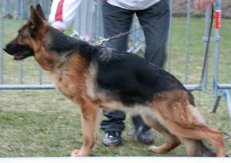 public/dog_images/644/1720525509.Vendrina du Domaine du Parc.jpg